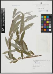Foto von Salix alba L.